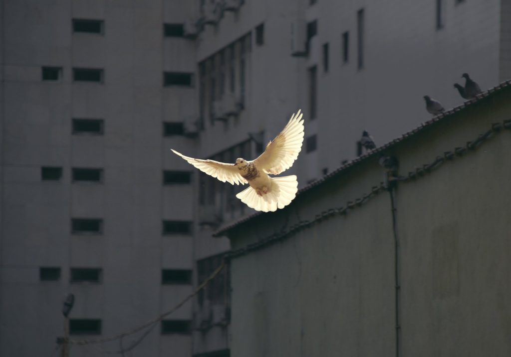 A dove, symbol of peace