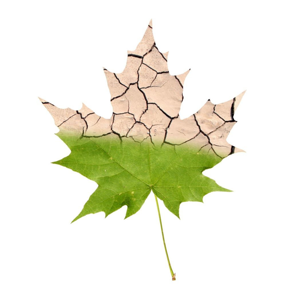 Wither maple leaf